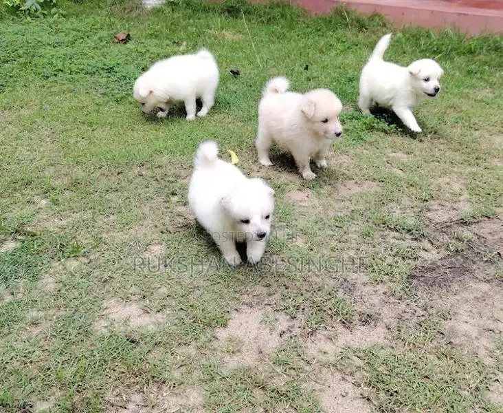 Pomanarian Puppy