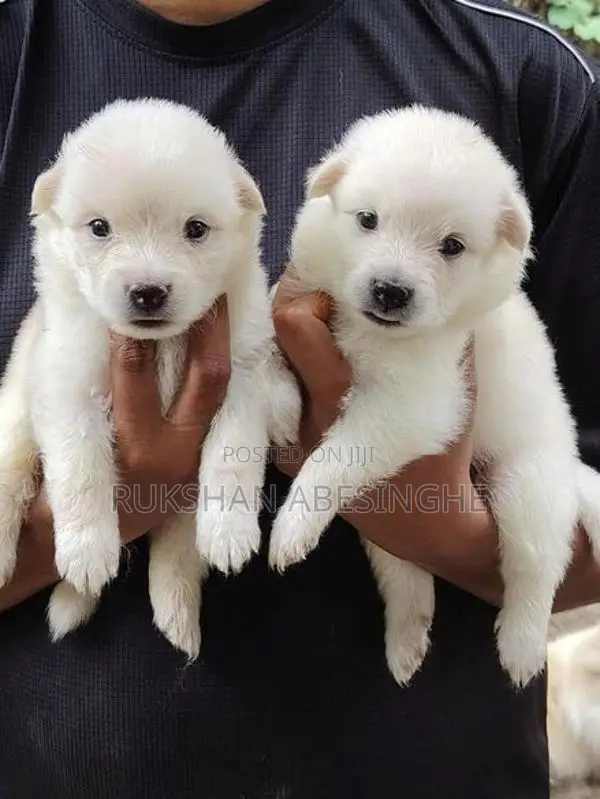 Pomanarian Puppy