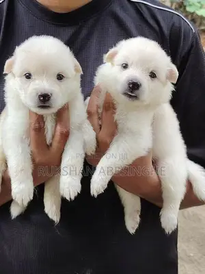 Pomanarian Puppy