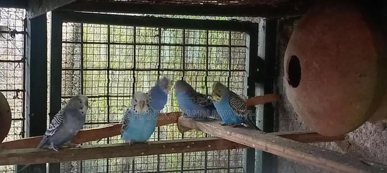 Love Birds