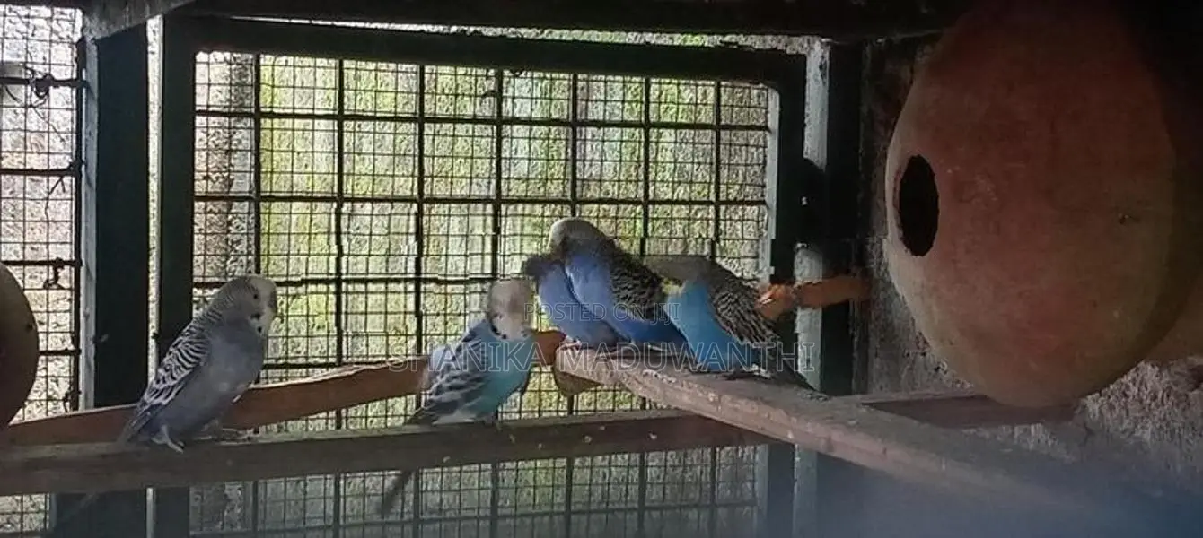 Love Birds