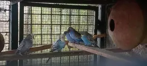 Love Birds