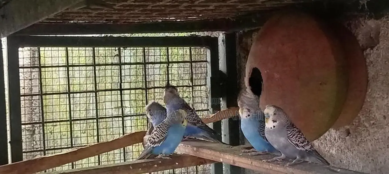 Love Birds