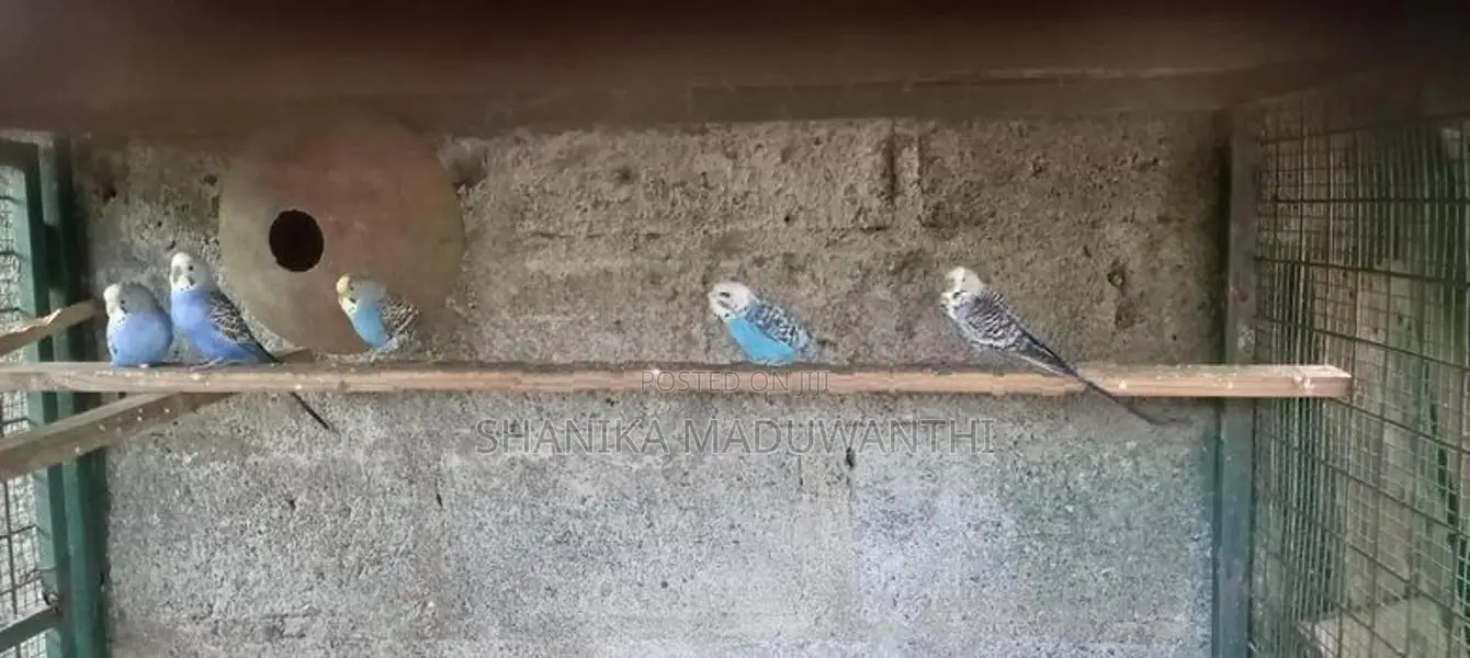 Love Birds