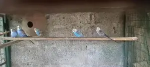 Love Birds