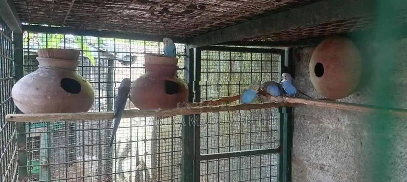 Love Birds