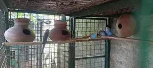 Love Birds