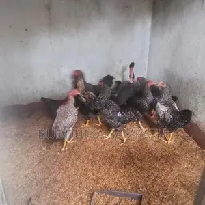 ගම්කුකුල් නාම්බන්
