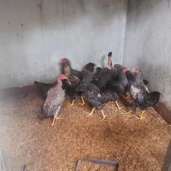 ගම්කුකුල් නාම්බන්
