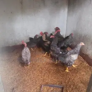 ගම්කුකුල් නාම්බන්