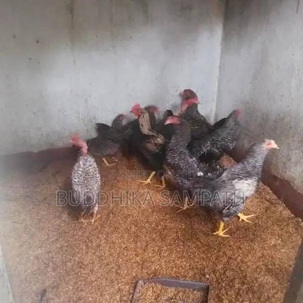 ගම්කුකුල් නාම්බන්