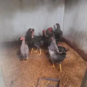 ගම්කුකුල් නාම්බන්