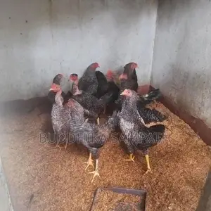 ගම්කුකුල් නාම්බන්