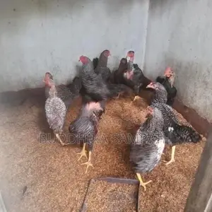 ගම්කුකුල් නාම්බන්