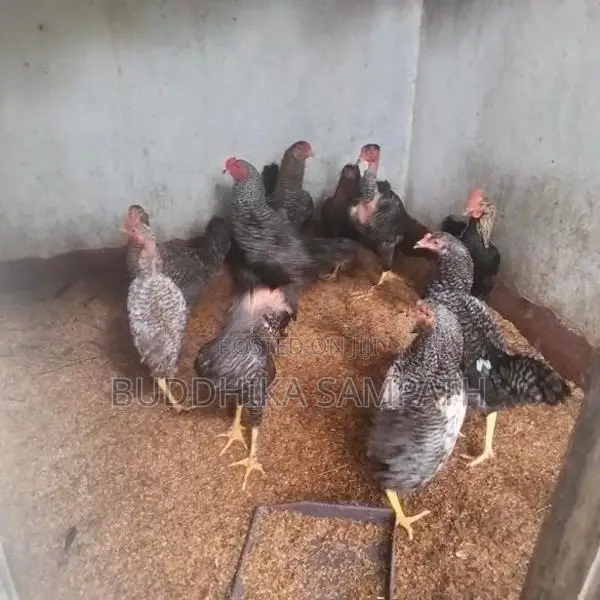 ගම්කුකුල් නාම්බන්