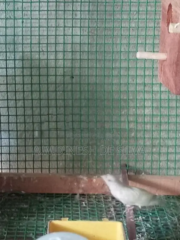 Gouldian Finches