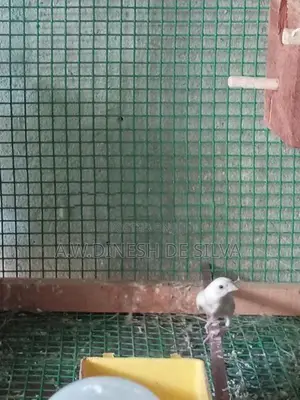 Gouldian Finches