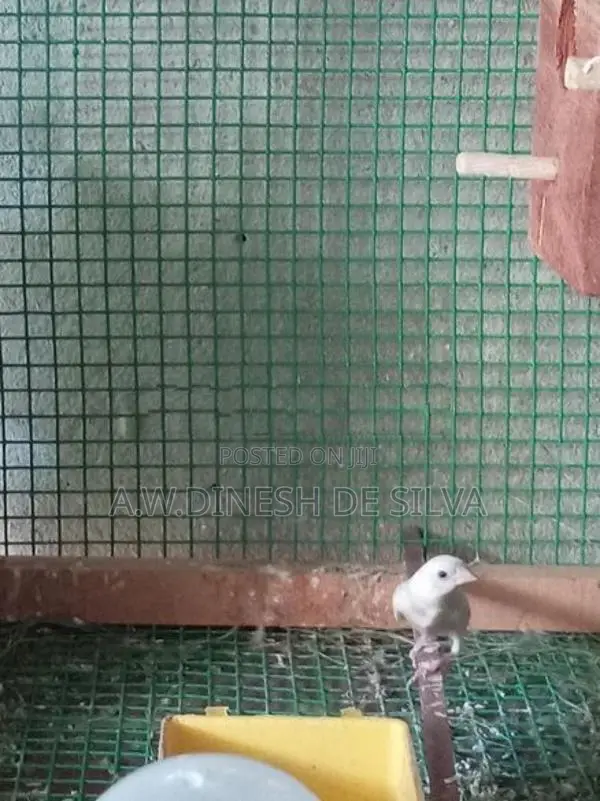 Gouldian Finches