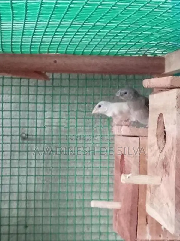 Gouldian Finches