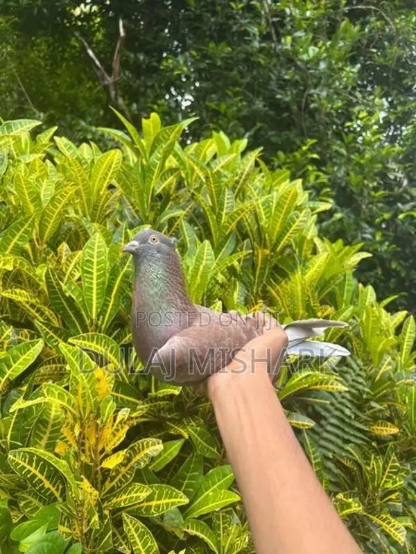 Pigeons