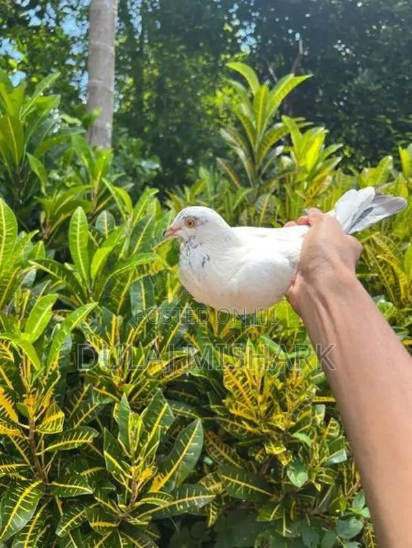 Pigeons