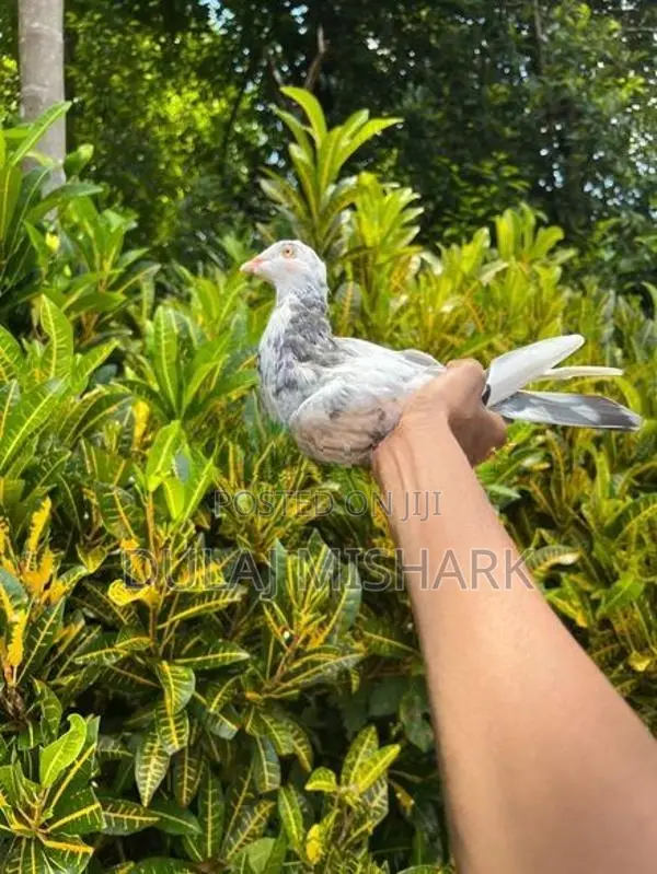 Pigeons