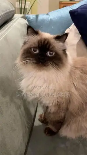 Himalayan Cats