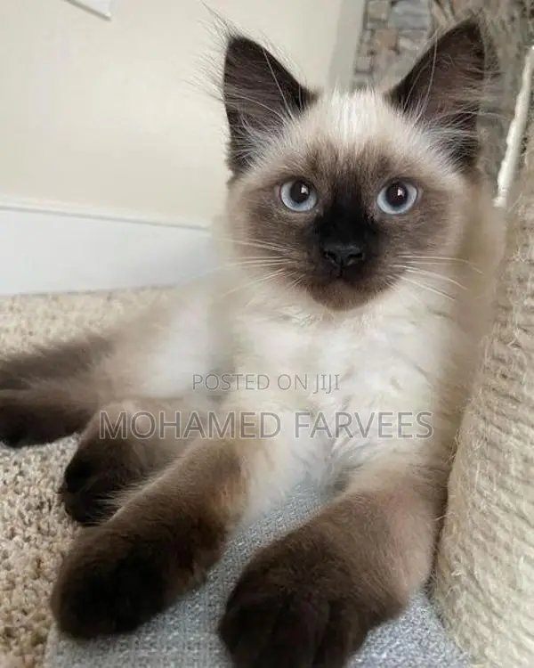 Himalayan Cats