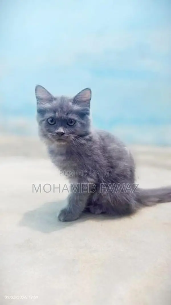 Persian Grey Kittens