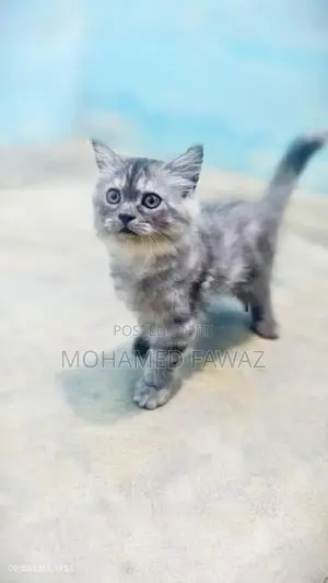 Persian Grey Kittens