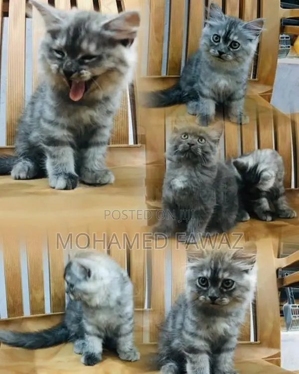 Persian Grey Kittens