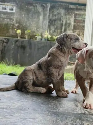 American Bully Puppies