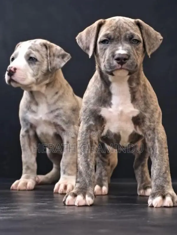 American Bully Puppies