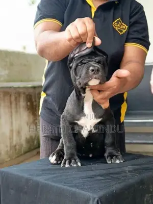 American Bully Puppies
