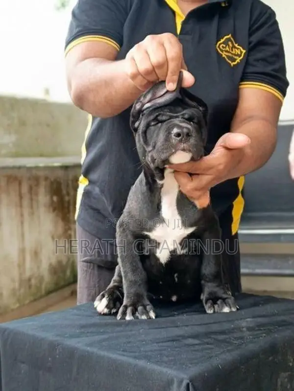 American Bully Puppies