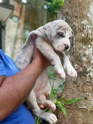 American Bully Puppies