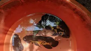 Black Tiger Oscar Fish