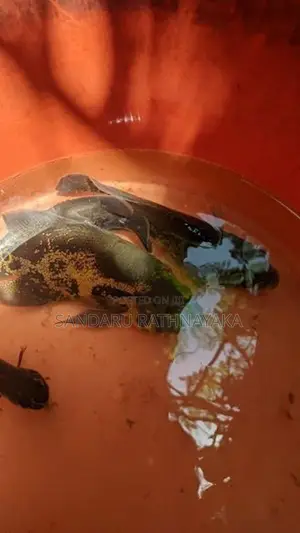 Black Tiger Oscar Fish