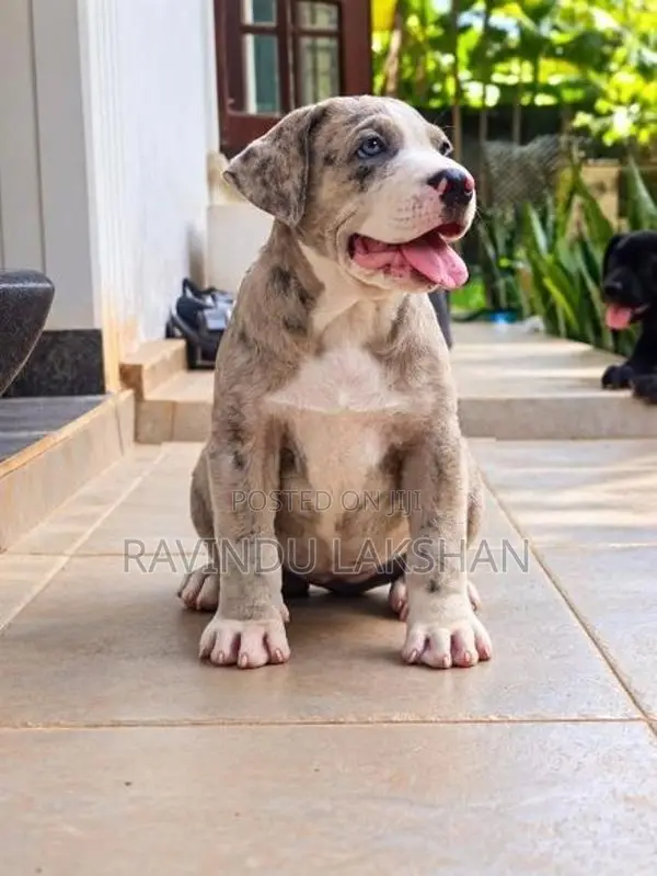 American Bully Puppies