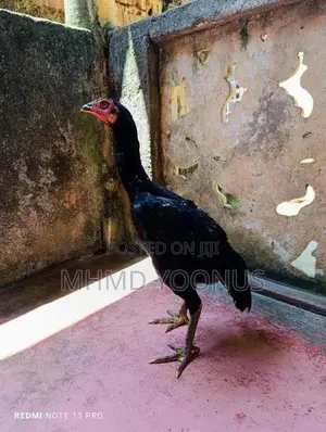Aseel Hen