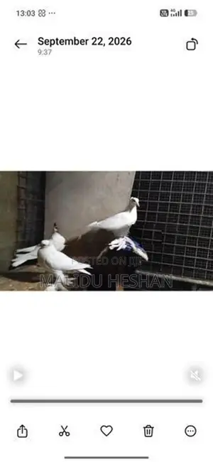 Chaina Boot Pigeon