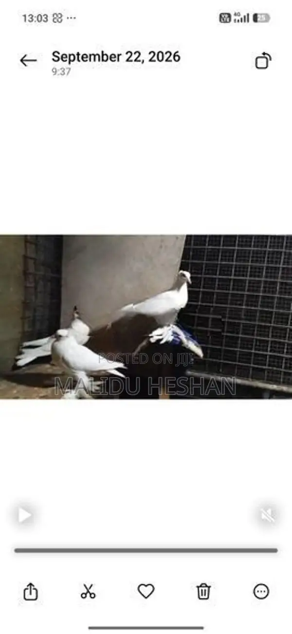 Chaina Boot Pigeon