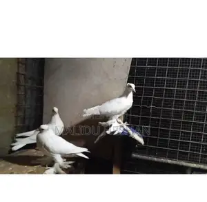 Chaina Boot Pigeon