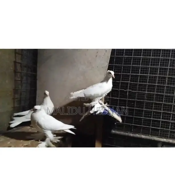 Chaina Boot Pigeon