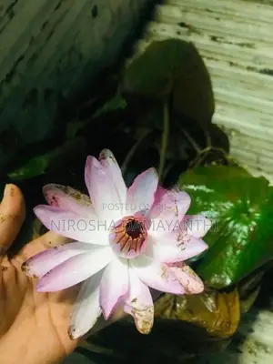 ඕලු පැල