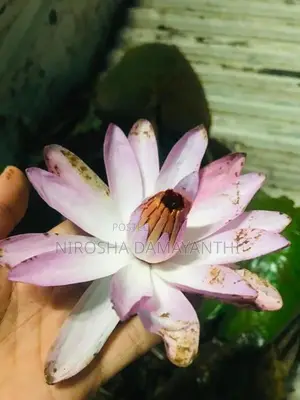 ඕලු පැල