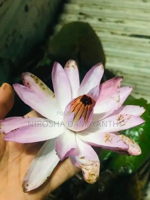 ඕලු පැල