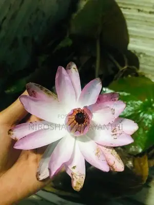 ඕලු පැල