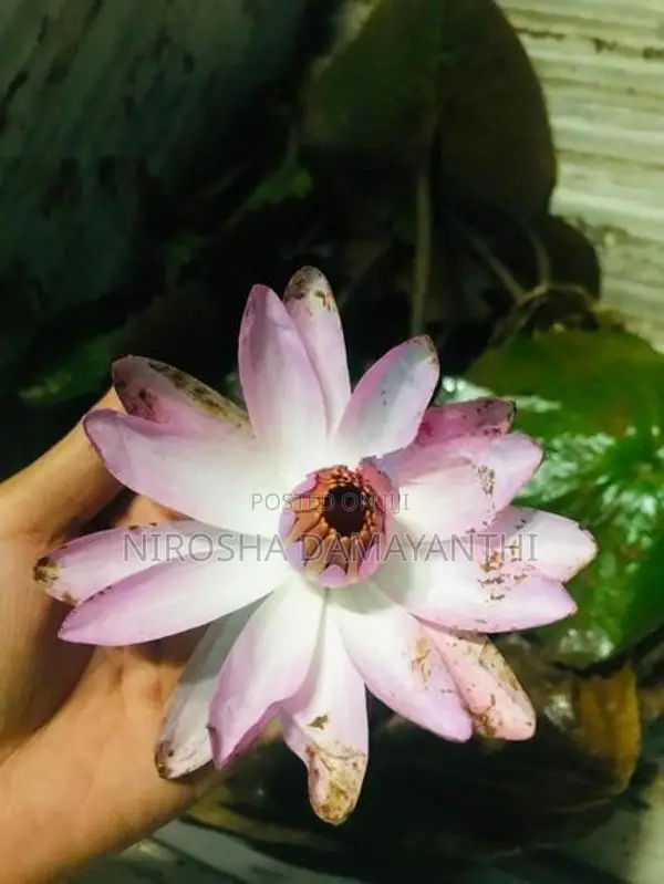 ඕලු පැල