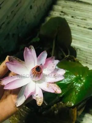 ඕලු පැල